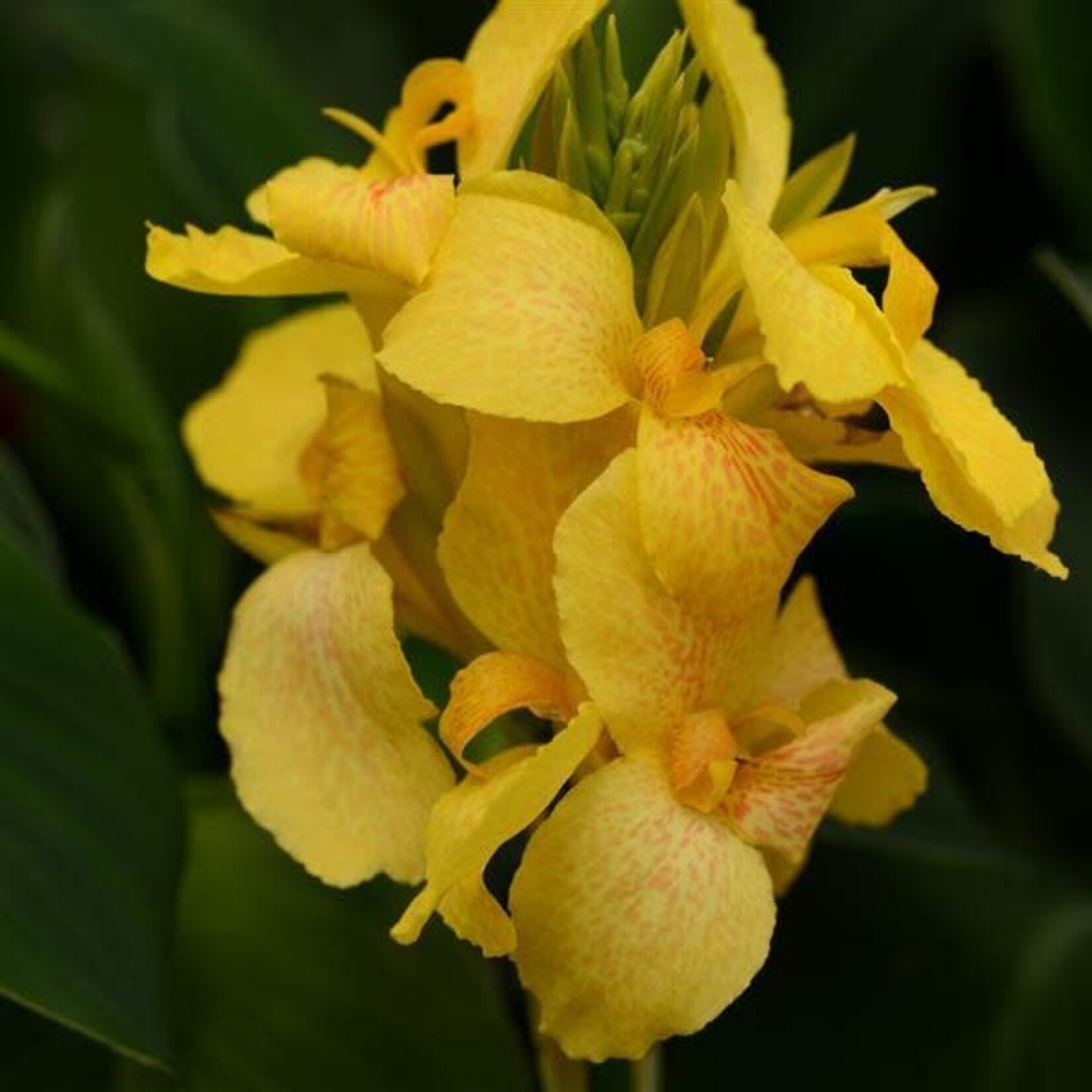 Canna, Cannova Yellow 6 in