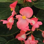 Begonia, Whopper Rose Green 4 in