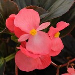 Begonia, Whopper Rose Bronze 4 in
