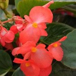 Begonia, Whopper Red Green 4 in