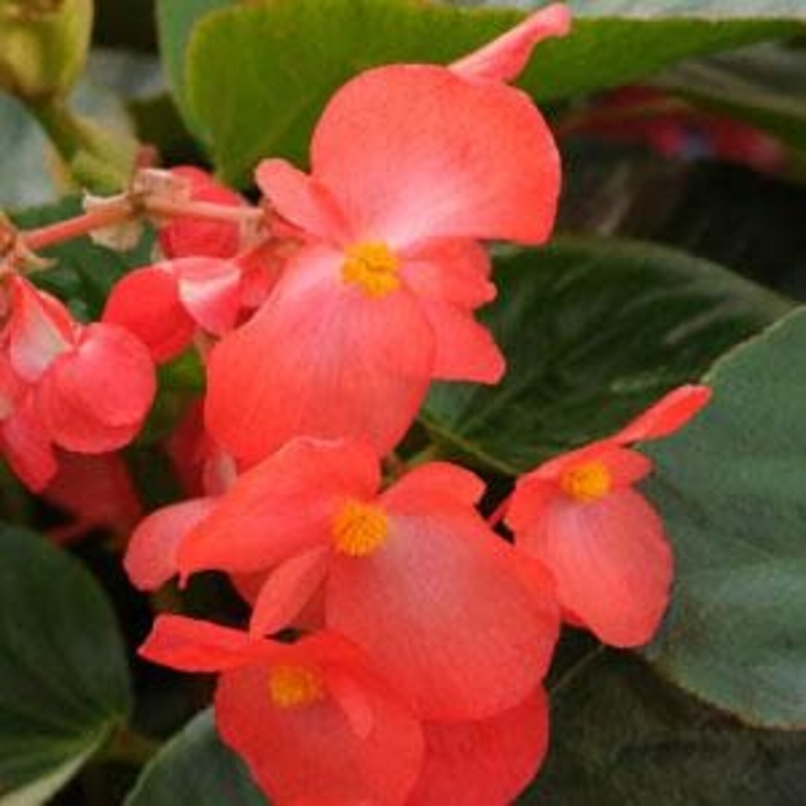 Begonia, Whopper Red Green 4 in