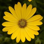 Osteospermum, Zion Yellow 4 in