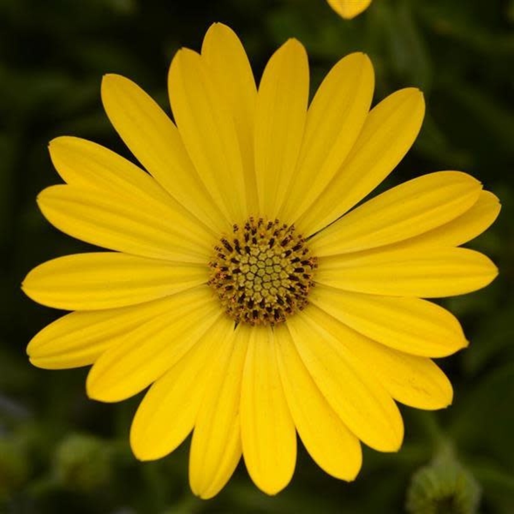 Osteospermum, Zion Yellow 4 in