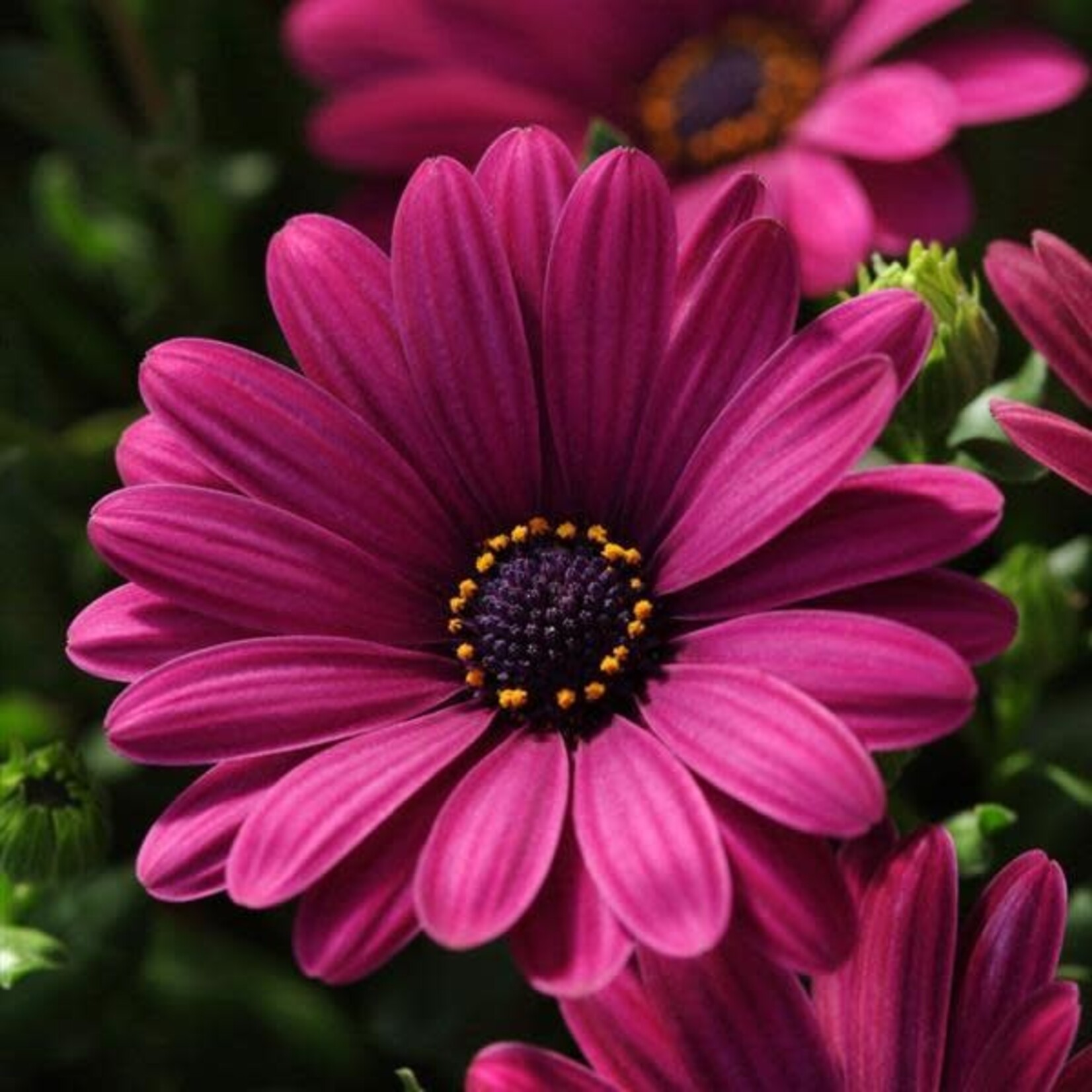 Osteospermum, Serenity Dark Purple 4 in