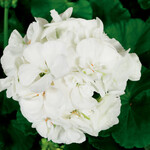 Geranium, Americana White 4 in