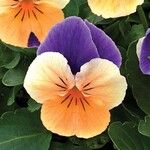 Viola, Penny Peach Jump Up 6-pak