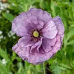Seeds, Poppies Amazing Grey (West Coast Seeds)
