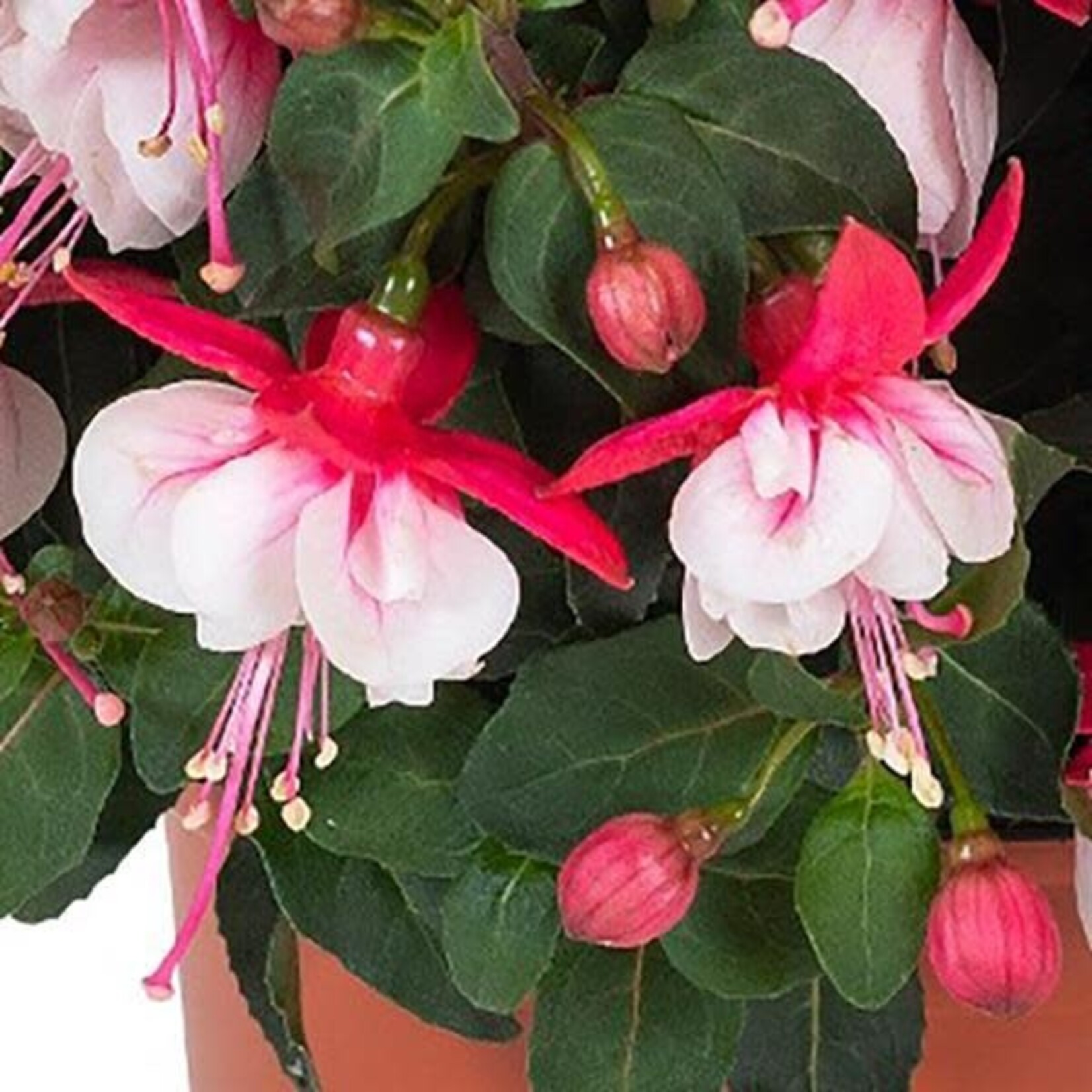 Fuchsia, Ballerina's Arabesque 4 in