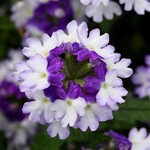 Verbena, Firehouse Blue Fizz 4 in