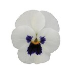 Viola, Sorbet XP White Blotch 4 in