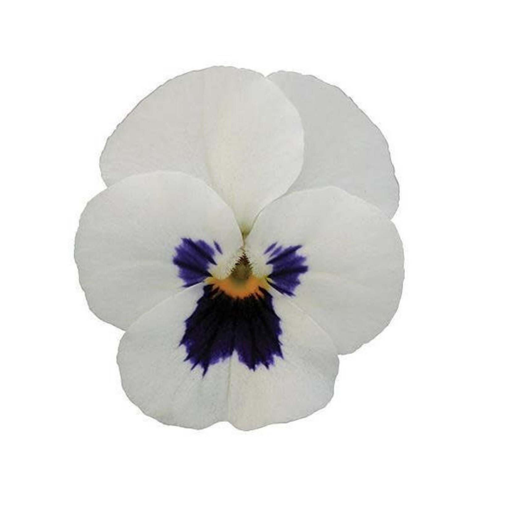 Viola, Sorbet XP White Blotch 4 in