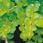 Lysimachia, Goldilocks 1G
