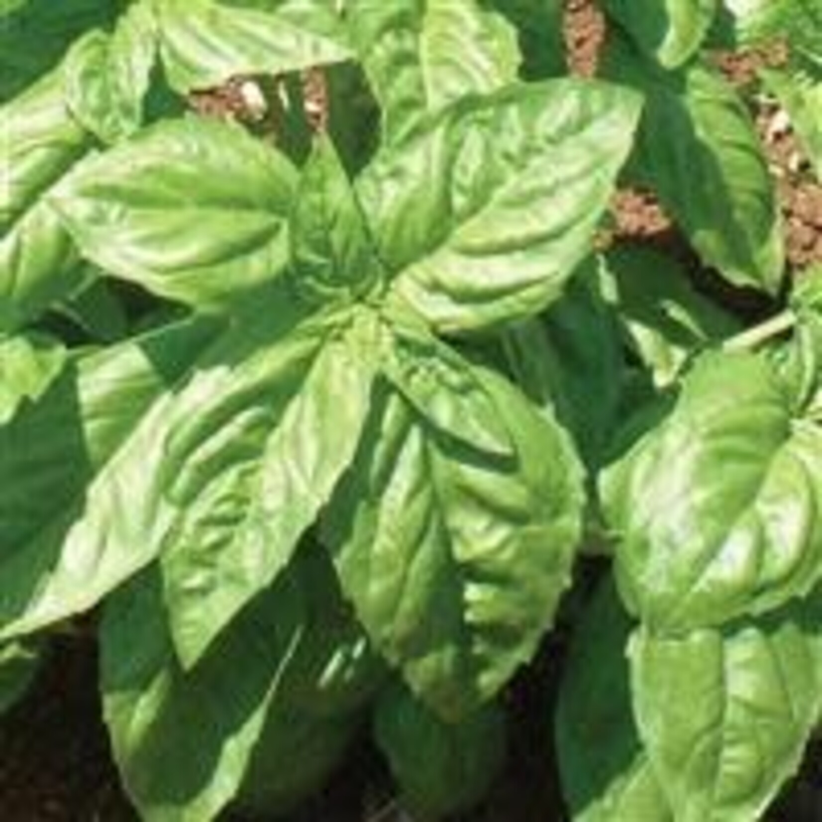 Herb, Basil Sweet Nufar 4 in