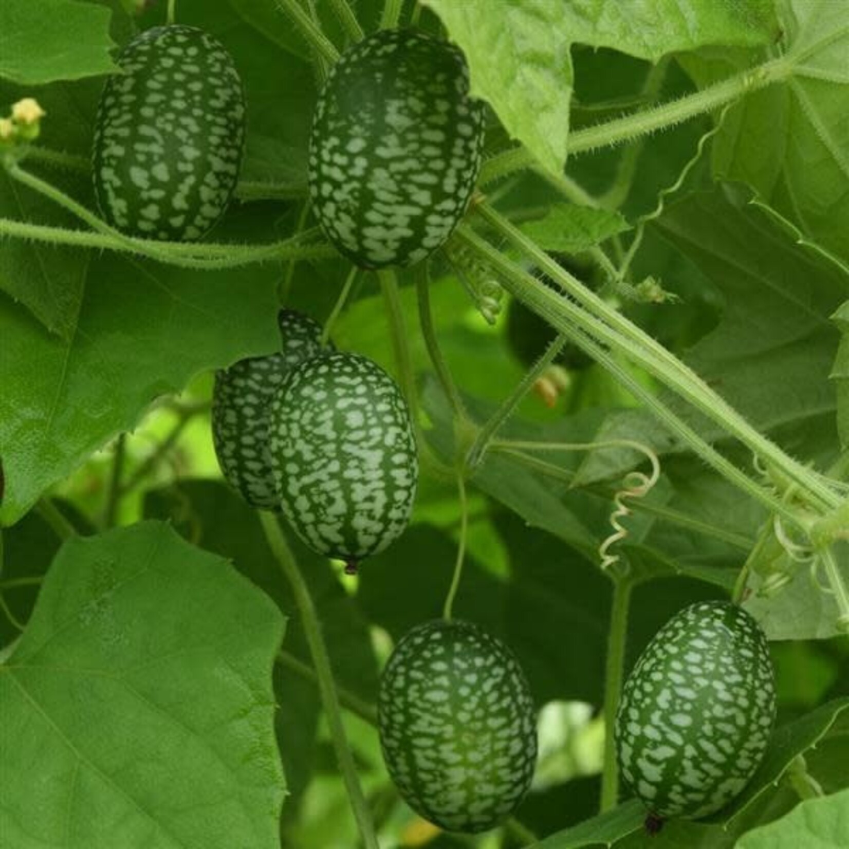 Cucamelon, Mexican Sour Gherkin 4 in