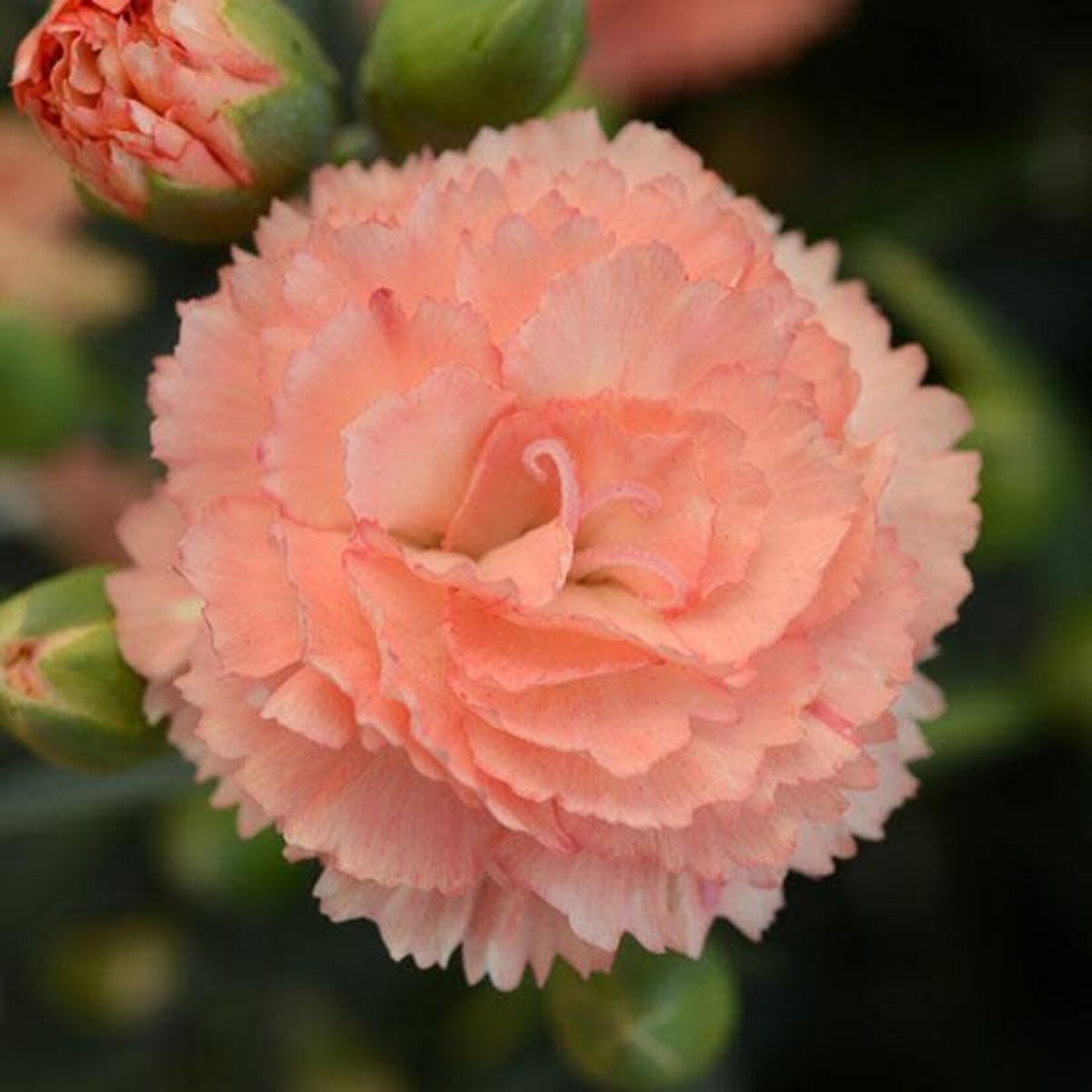 Dianthus, SuperTrouper Orange 4 in