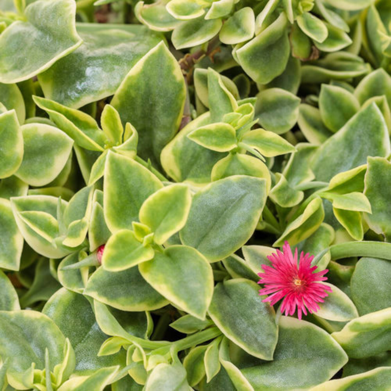 Dorotheanthus, Mezoo Ice Plant 4 in