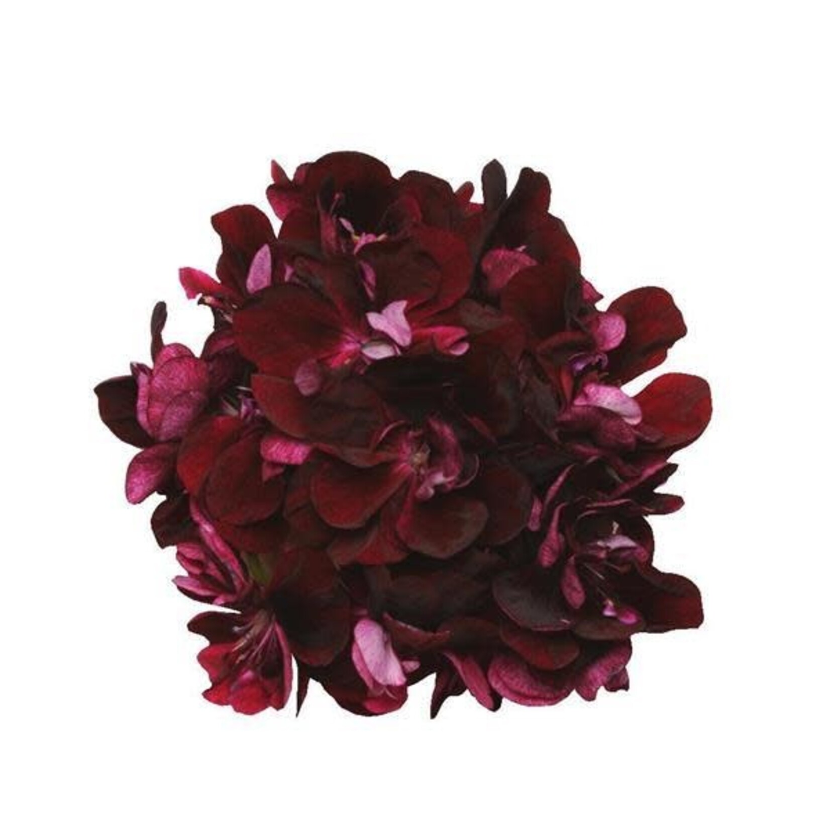 Geranium, Ivy League Burgundy 6 in