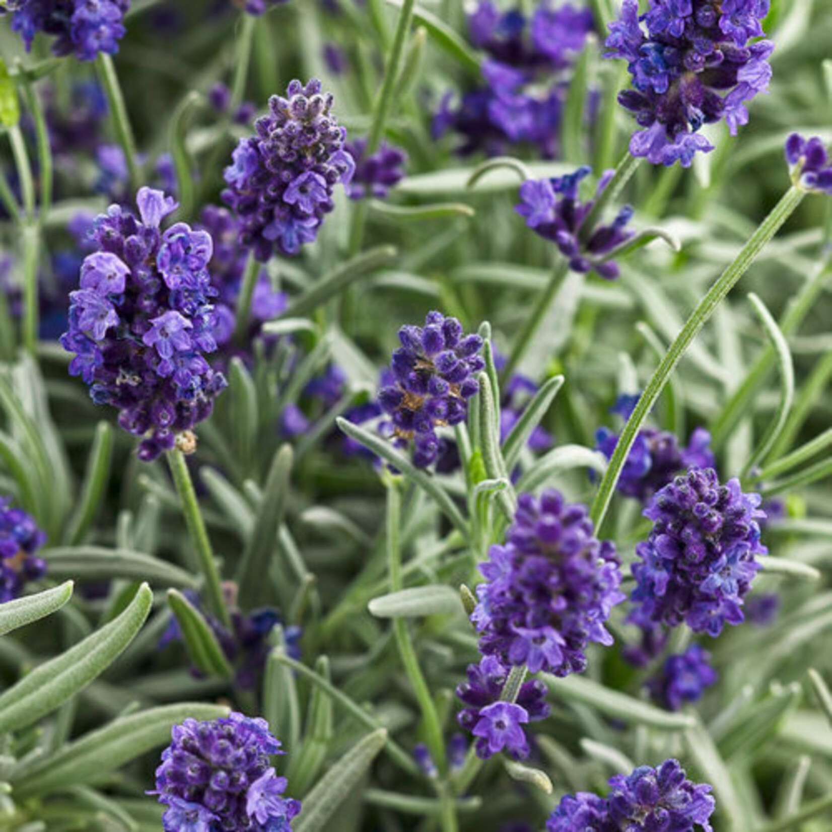 Lavender, Angustifolia 4 in