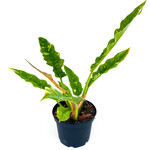 Philodendron, Ring of Fire 4 in