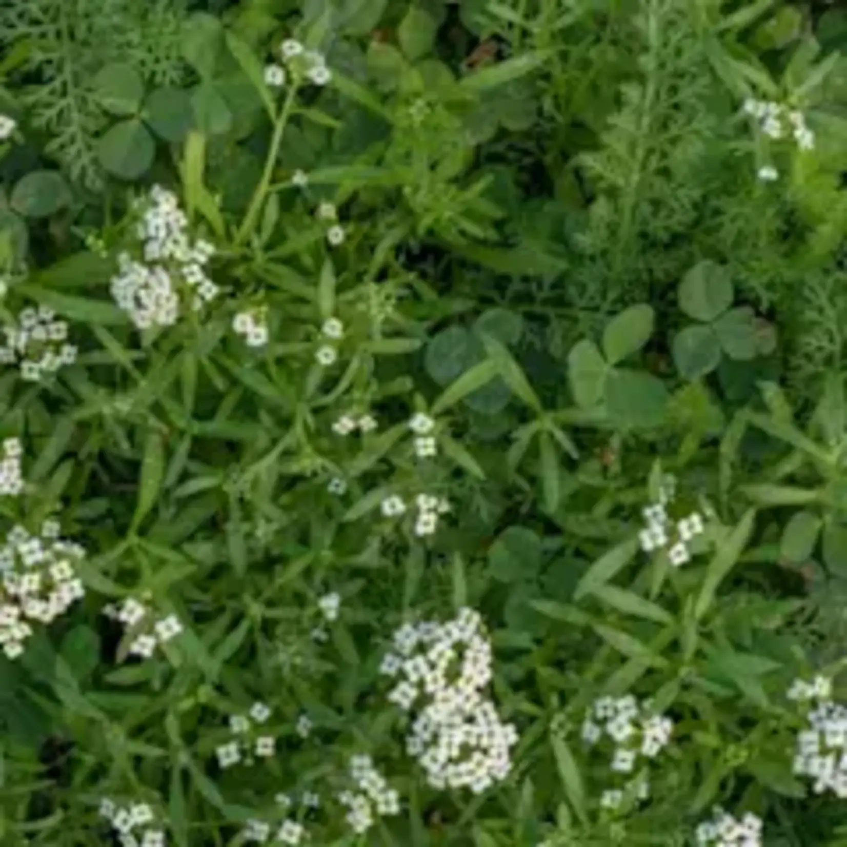 Seeds, Bee Turf Blend Bulk (West Coast Seeds) 300g