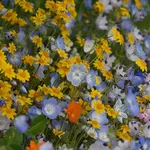 Seeds, Wildflowers Alternative Lawn Mix Bulk (West Coast Seeds)