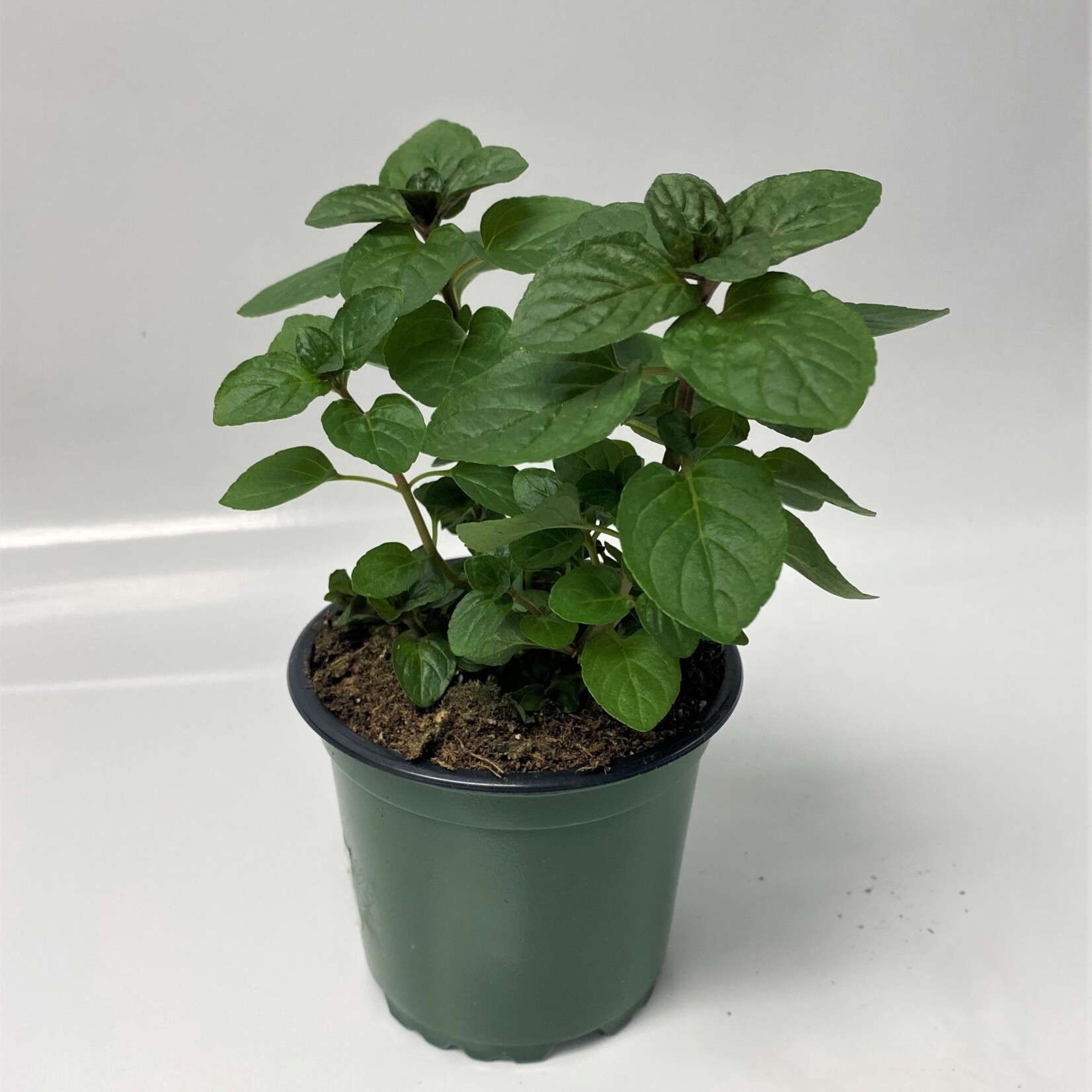 Herb, Mint Chocolate 4 in