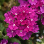 Verbena, Beats Purple 4 in
