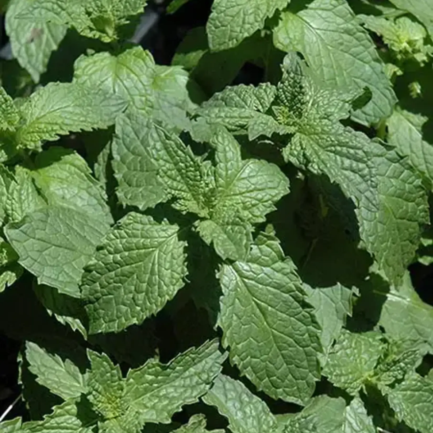 Herb, Mojito Mint 1G