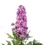 Delphinium Larkspur, Delphina Pink White Bee 4 in