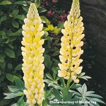 Lupinus Russell, Gallery Yellow Shades 4 in