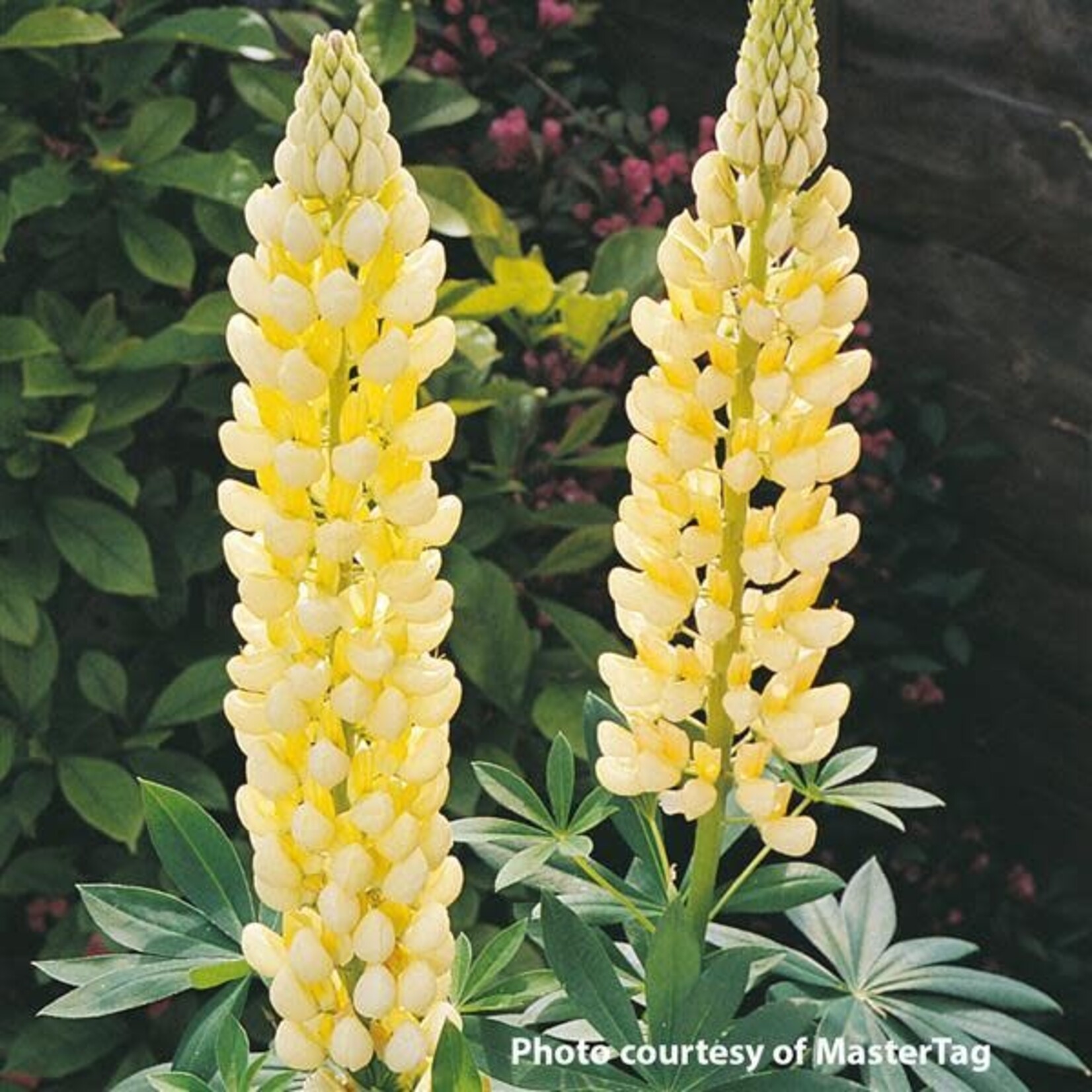 Lupinus Russell, Gallery Yellow Shades 4 in