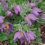 Pulsatilla Vulgaris, Pasque Flower 4 in