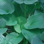 Hosta, Jurassic Park 6 in