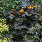 Ligularia, Britt Marie Crawford 6 in