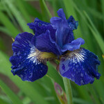 Iris, Siberica Blue Bird 6 in