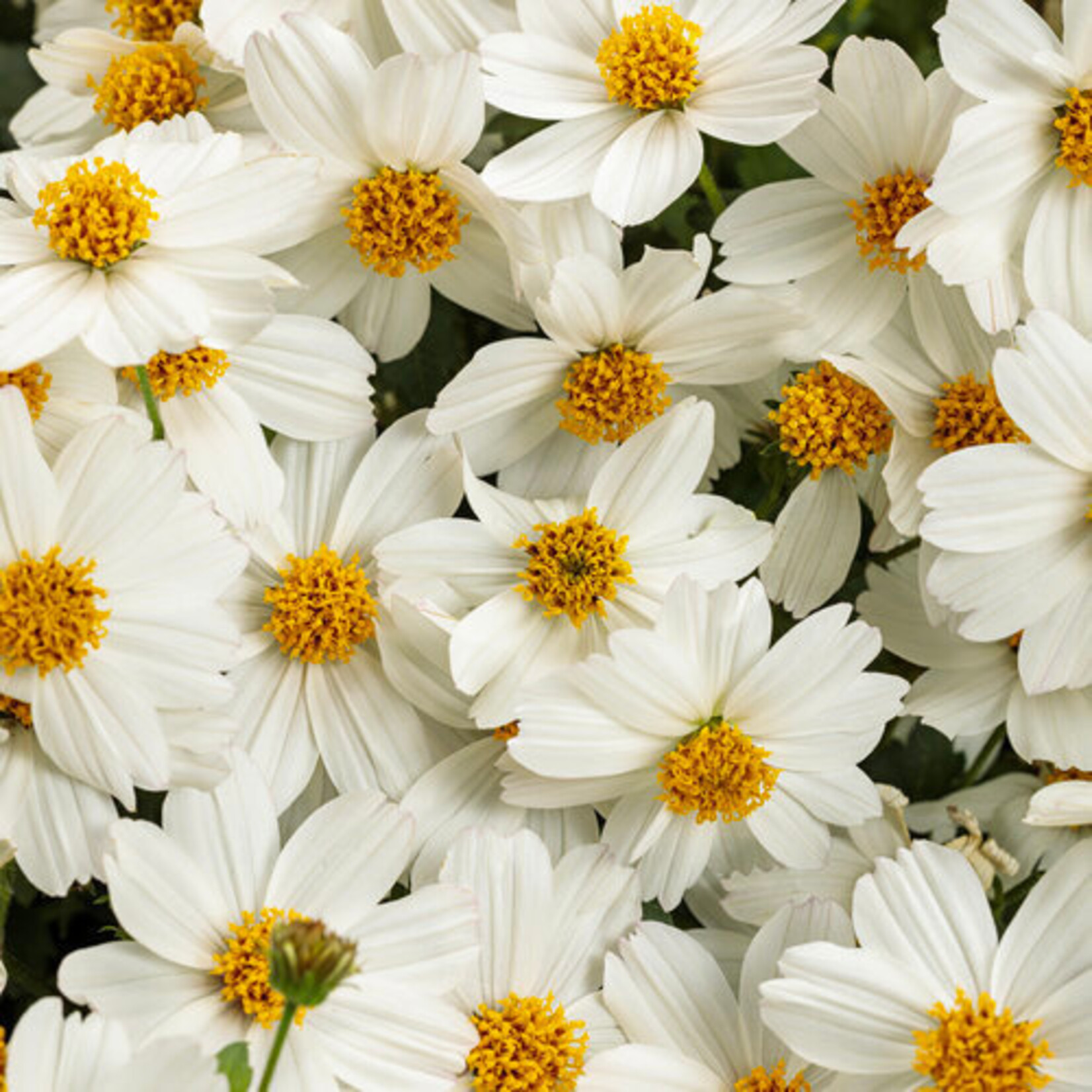 Bidens, White Delight 4 in