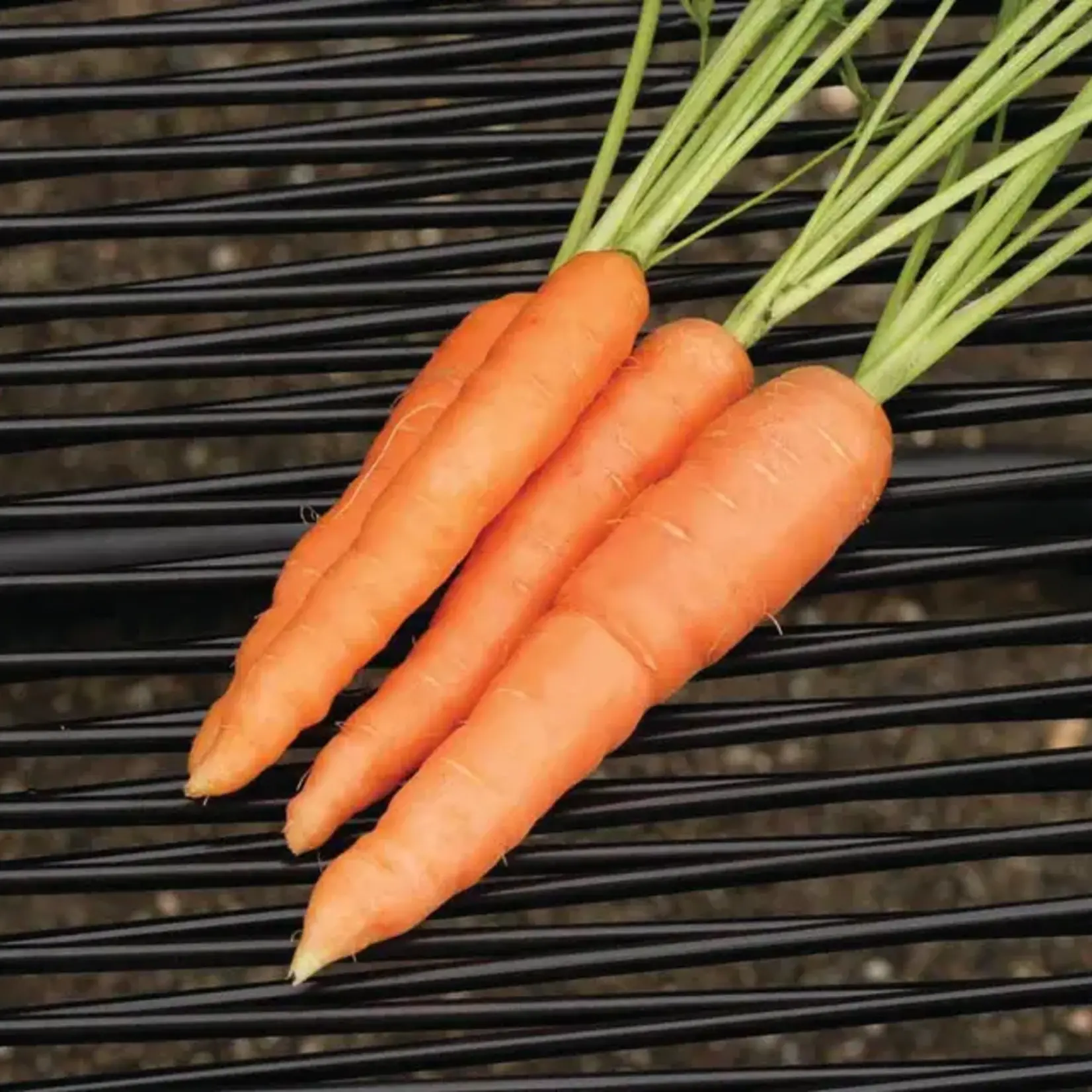 Seeds, Carrots Scarlet Nantes Seed Tape 2x2.5m (West Coast Seeds)