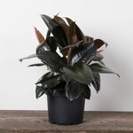 Ficus, Burgundy 10 in