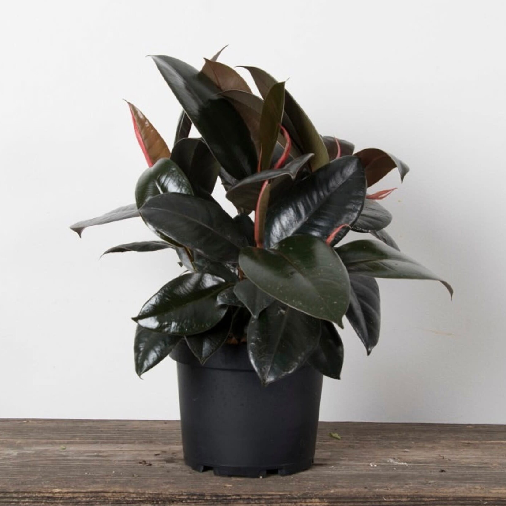 Ficus, Burgundy 10 in