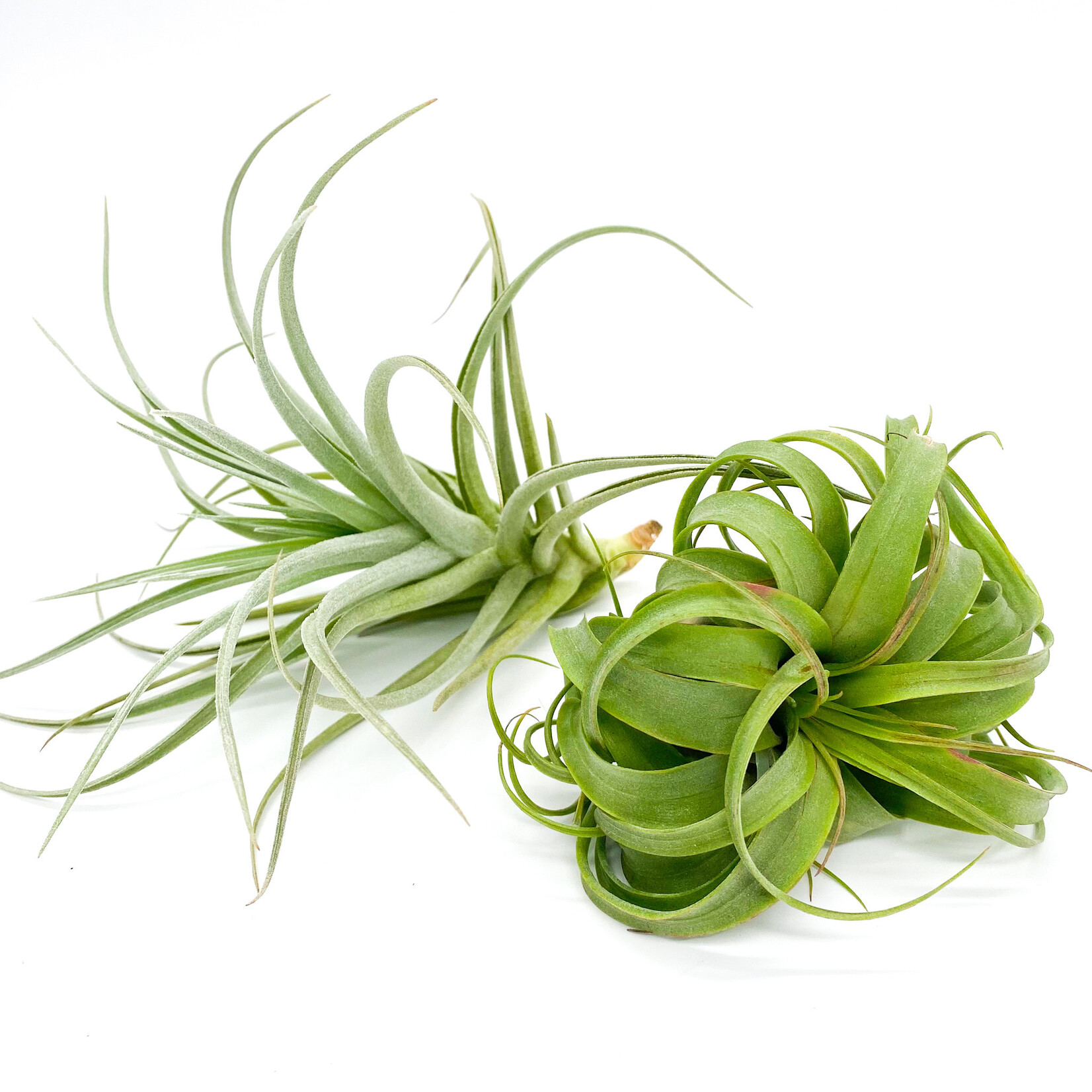 Air Plant Tillandsia, L