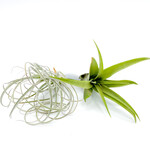 Air Plant Tillandsia, M