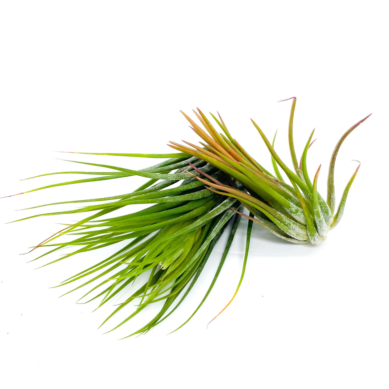 Air Plant Tillandsia, S