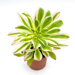 Aeonium, Luteovariegatum 3 in