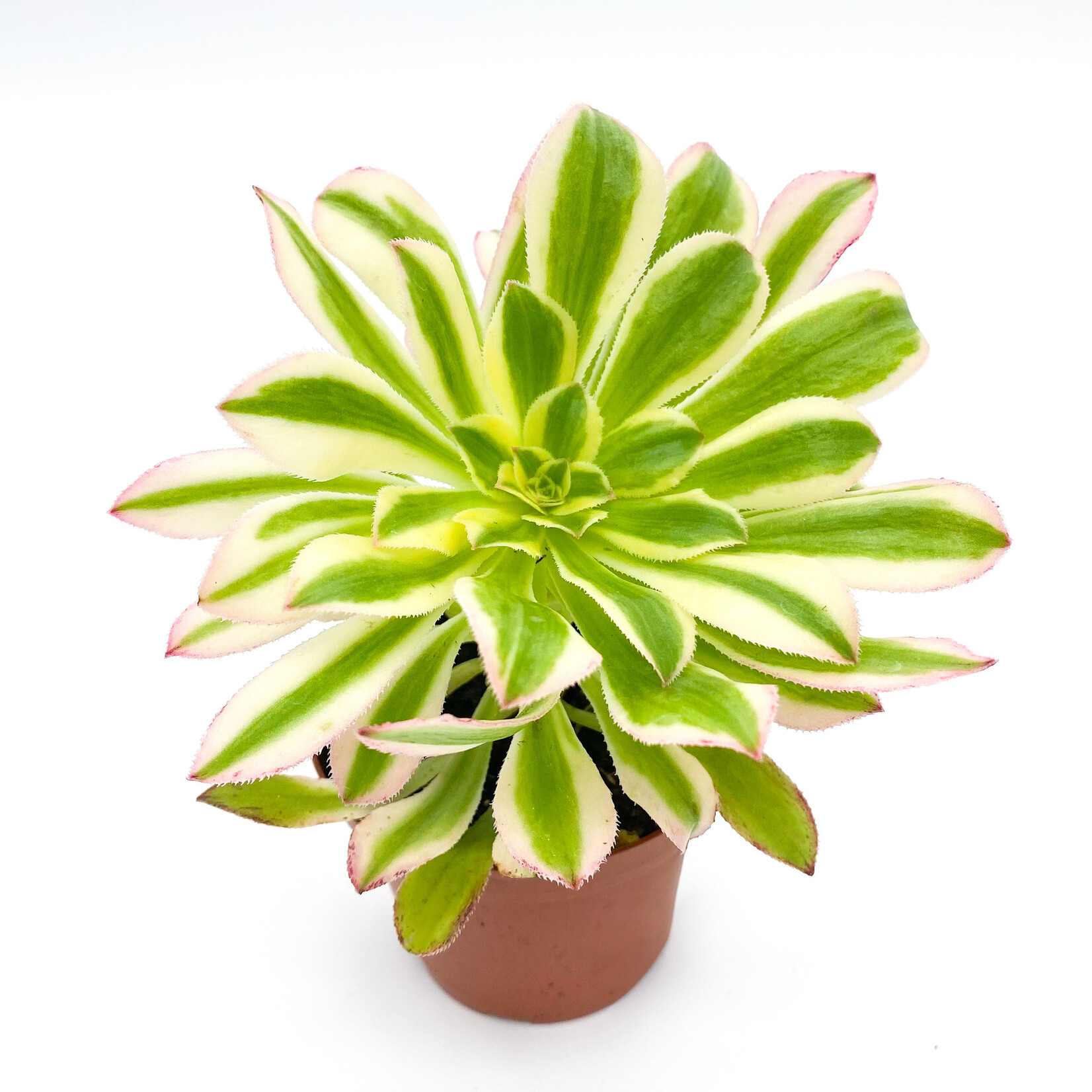 Aeonium, Luteovariegatum 3 in