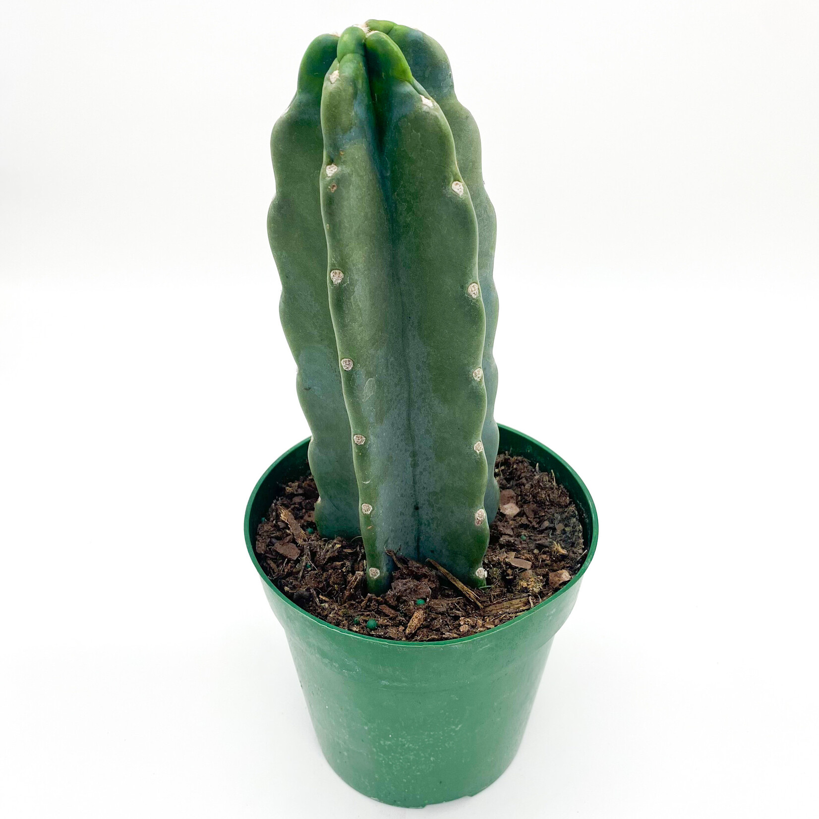 Cactus, Cereus Jamacaru 6 in