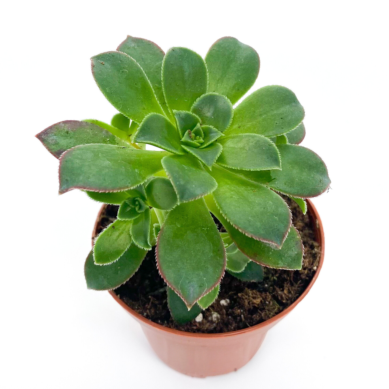 Aeonium Haworthii, Kiwi 3 in