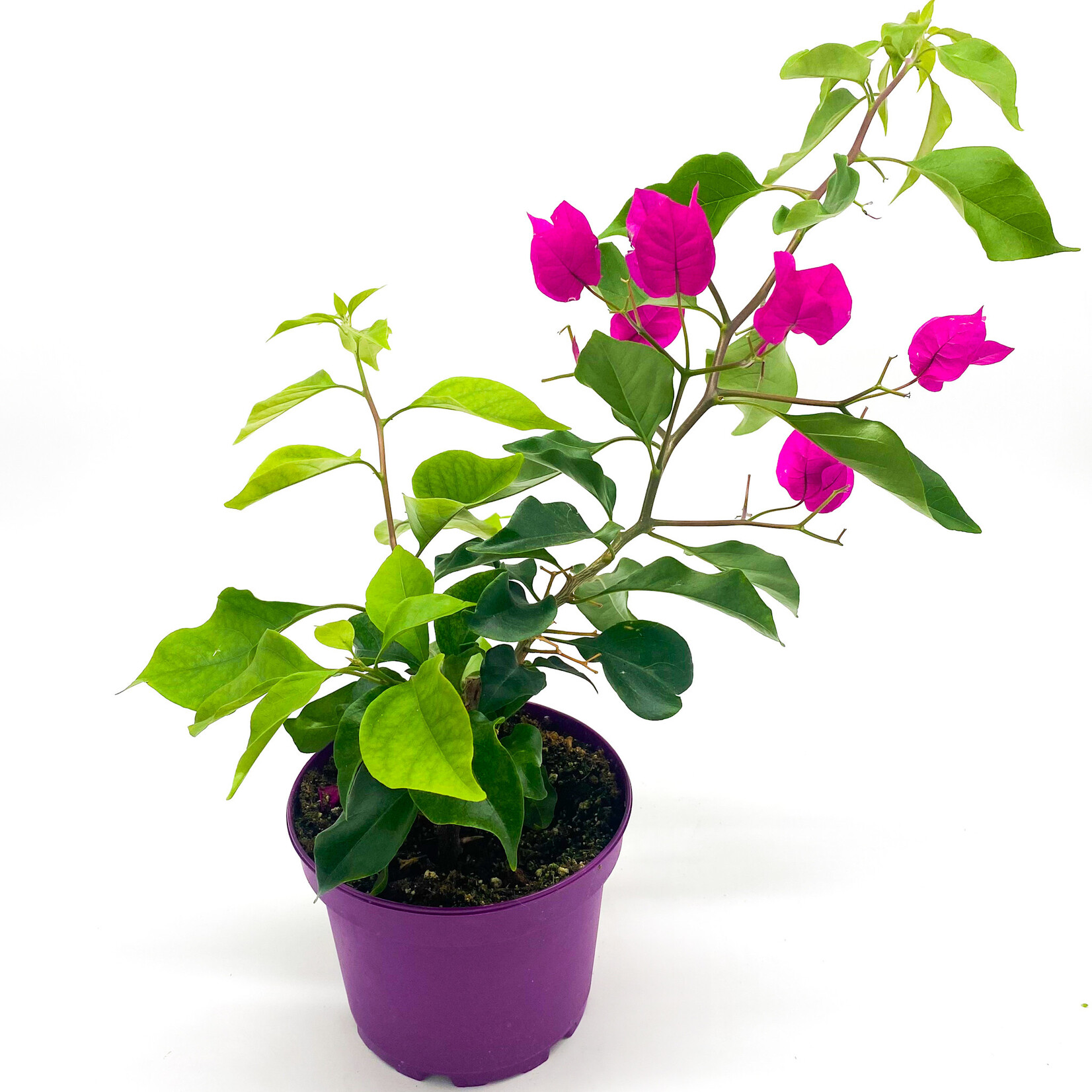 Bougainvillea, 6 in