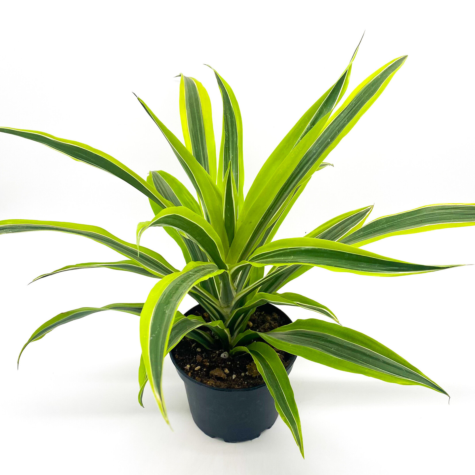 Dracaena, Warneckii Lemon Lime 6 in