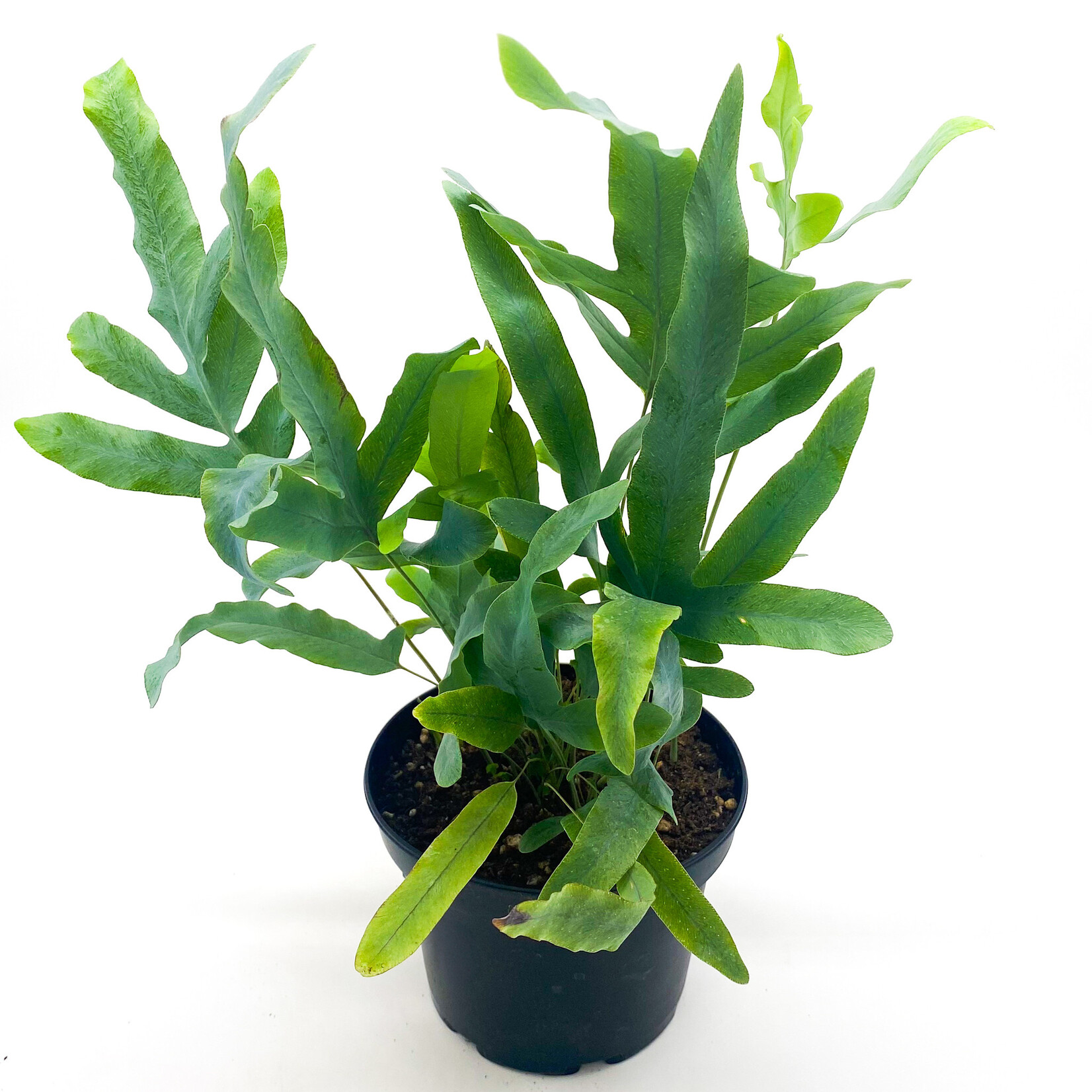 Fern, Blue Star, 6 in