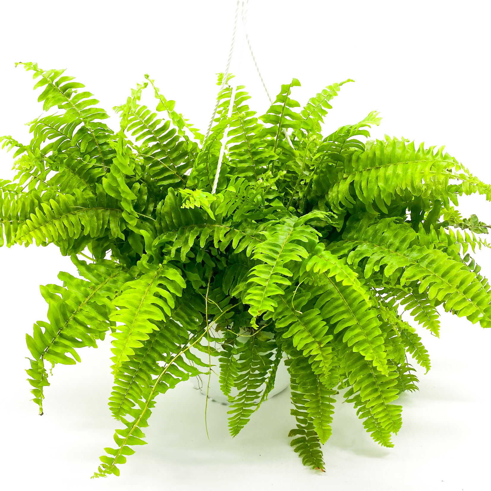 Fern, Boston 8 in HB